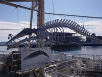 Skelett eines Zwergwals