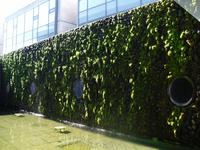 Das mit Moos bewachsene Rathaus - moderne Kunst