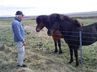 Unser Reiseleiter Ulrik zusammen mit Islandpferden