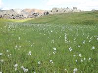 Wiese mit Wollgras im Hochland Landmannalaugar