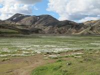 Wiese mit Wollgras im Hochland Landmannalaugar