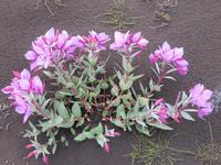 arktisches Weidenröschen