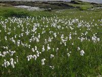 Wiese mit Wollgras im Hochland Landmannalaugar