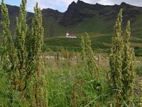 Siedlung in der Wildnis