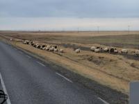 Fahrt zum Eyjafjallajökull