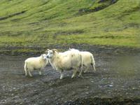 Schafe im Hochland Landmannalaugar - immer zu dritt