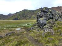 Blühende Wollgraswiesen im Hochland Landmannalaugar