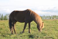 Islandpferd am Hotel Hekla