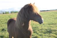 Islandpferd am Hotel Hekla