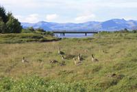 Im Nationalpark Thingvellir
