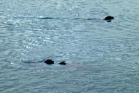 Robben in der Gletscherlagune Jökulsarlon