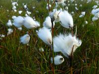 Wollgras im Hochland Süd-Islands