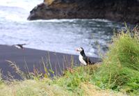 Papageientaucher an der Felseninsel Dyrholaey bei Vik