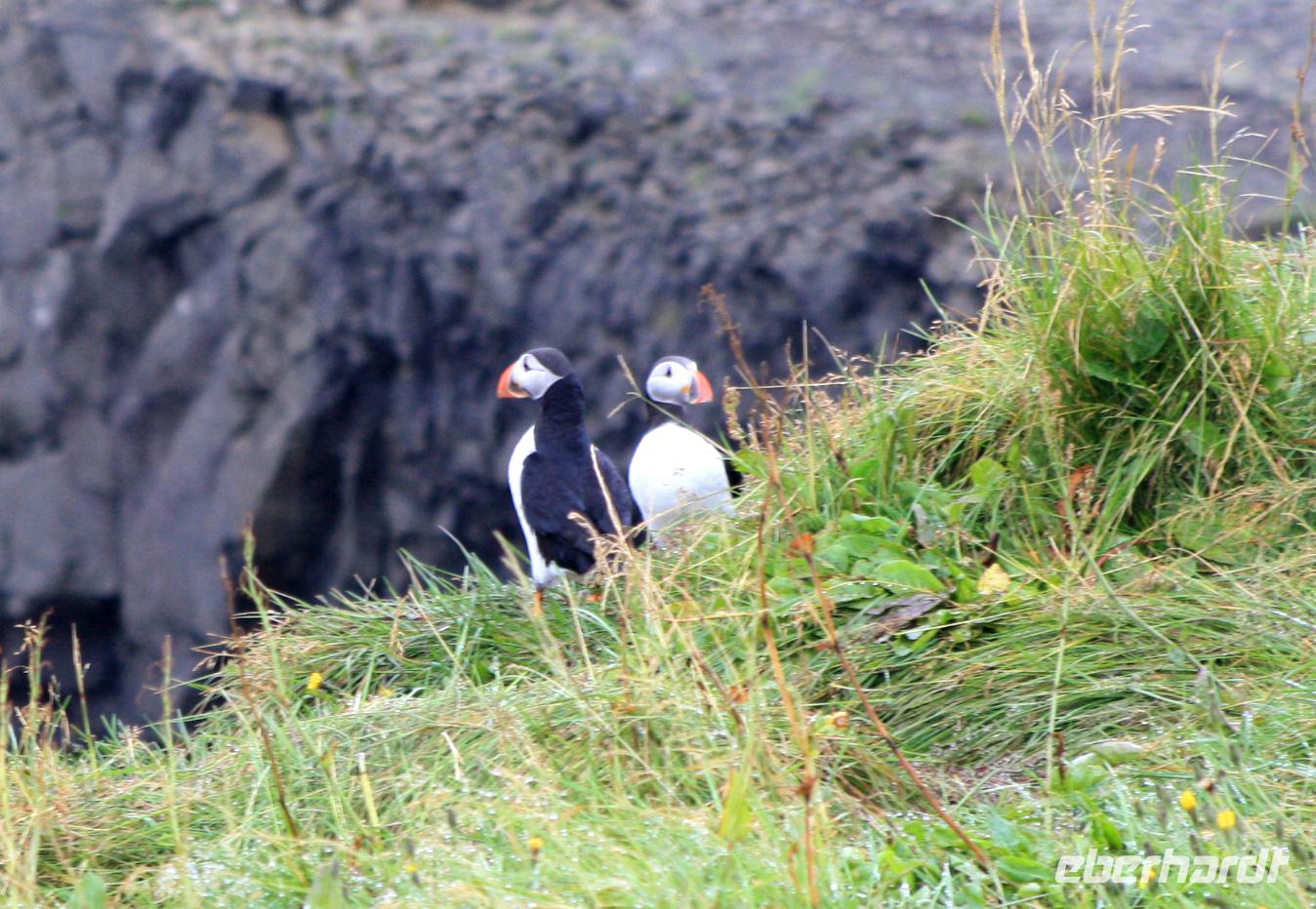 Papageientaucher an der Felseninsel Dyrholaey bei Vik