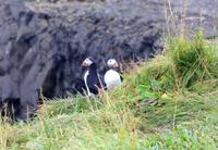 Papageientaucher an der Felseninsel Dyrholaey bei Vik