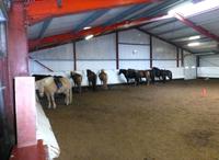 Im Reiterhof Hestheimar - die Islandpferde warten schon