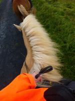 Reitausflug auf Islandpferden in Süd-Island