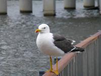 Möwe am Stadtsee Tjörnin in Reykjavik
