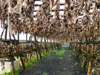 Stopp an einer Fisch-Trocknungsanlage auf der Halbinsel Reykjanes