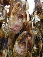 Stopp an einer Fisch-Trocknungsanlage auf der Halbinsel Reykjanes