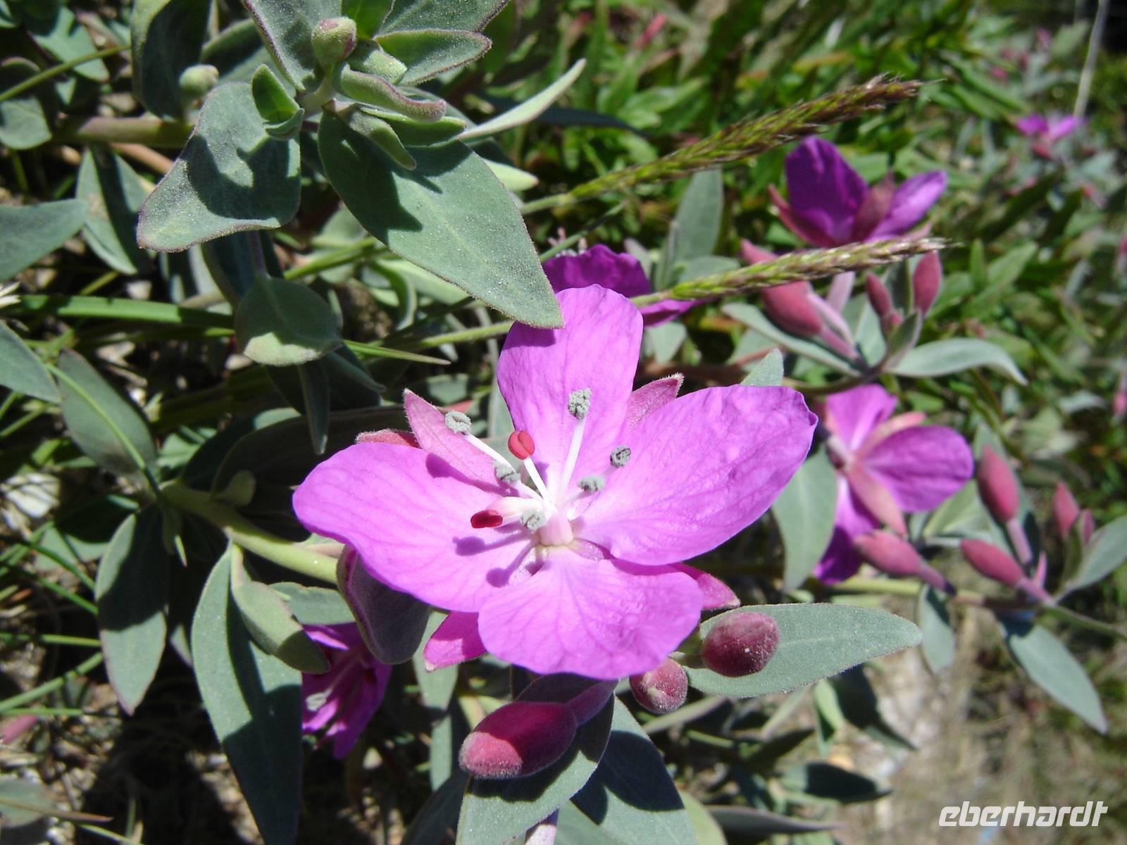 0242 Nationalblume Grönland