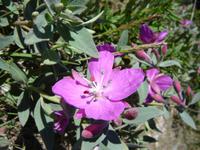 0242 Nationalblume Grönland