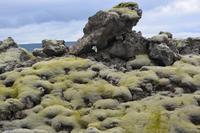 Island - Sudurland - Bemooste Lava