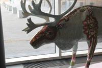 Reykjavik – in der Konzerthalle Harpa