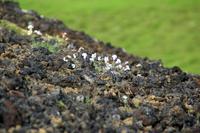 Details Krater Grabrok - Island