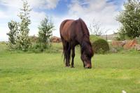 Island - Islandpferd