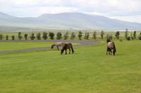 Island - Islandpferde