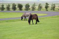 Island - Islandpferde