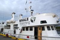 Island - Walewatching - unser Schiff