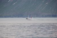 Island - Walewatching