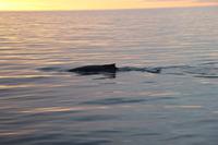 Island - Walewatching - Buckelwal Rückenflosse