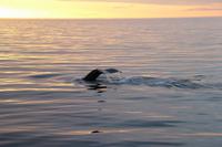 Island - Walewatching - Buckelwal Schwanzflosse