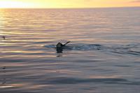 Island - Walewatching - Buckelwal Schwanzflosse