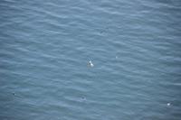 Island - Halbinsel Tjörnes - Papageientaucher