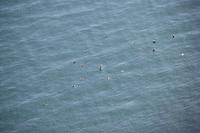 Island - Halbinsel Tjörnes - Papageientaucher