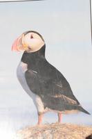 Island - Halbinsel Tjörnes - Papageientaucher