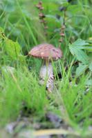 Island - Felsenschlucht Asbyrgi - Ein Pilz