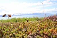 Island - Halbinsel Tjörnes