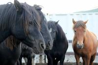 Island - Islandpferde