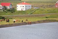 Island - Myvatn