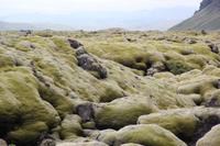 Island - Sudurland - Bemooste Lava