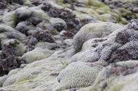 Island - Sudurland - Bemooste Lava