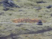 Die blaue Lagune liegt inmitten des Lavafelds Illahraun auf der Halbinsel Reykjanes.