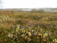 Auch am Gullfoss sahen wir die typische isländische Vegetation mit Moosen, Flechten und niedrigen Sträuchern.