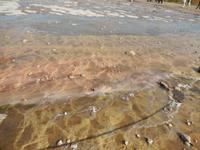 Verschiedene Algenarten fühlen sich im Wasser des Strokkur sehr wohl.