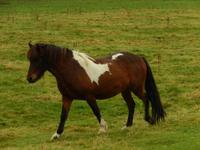 Wir hielten an einem kleinen Pferdehof, wo wir die Islandpferde ansehen und füttern konnten.